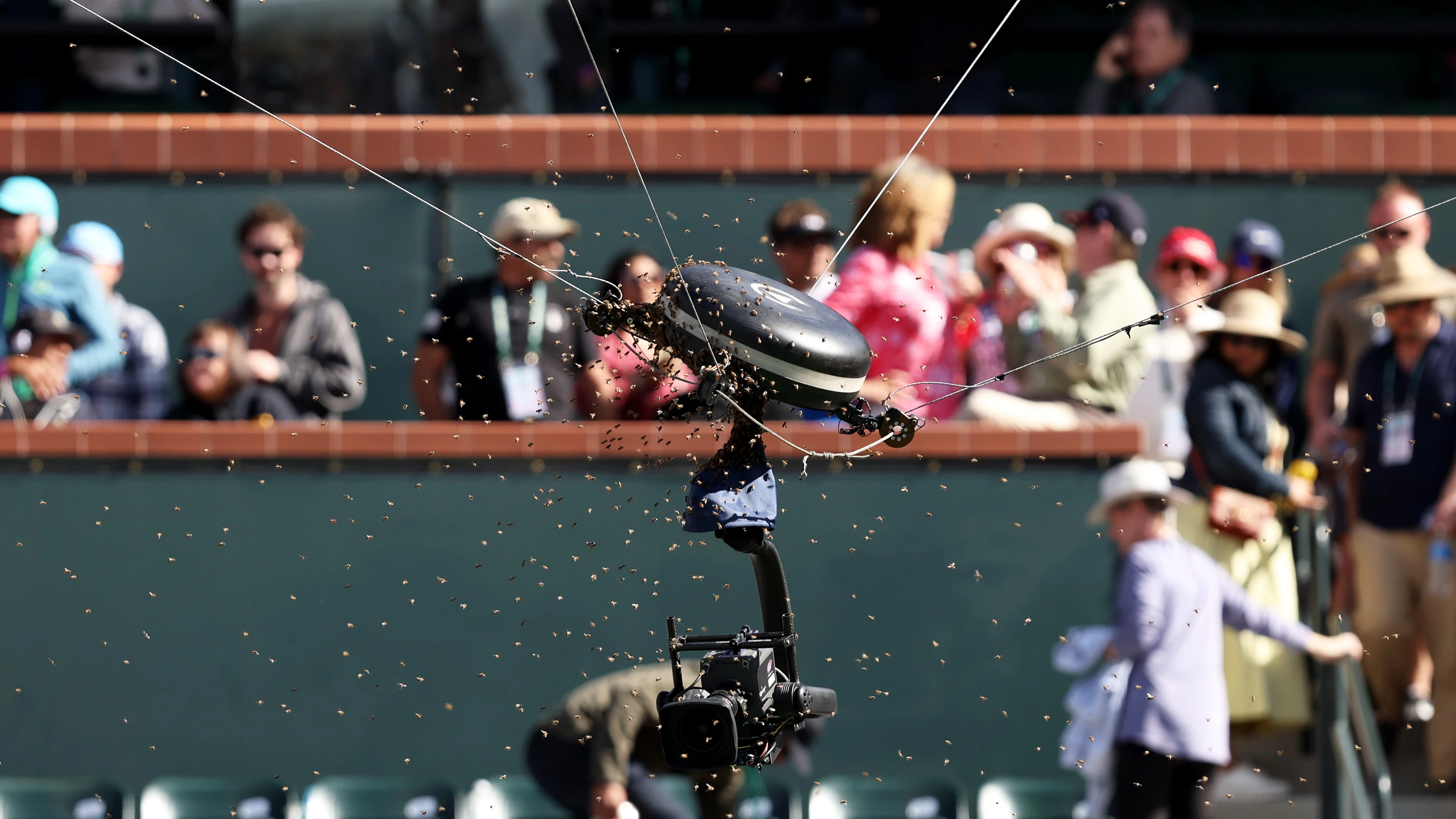 Caos en el partido de Carlos Alcaraz en Indian Wells: invasión de abejas... y un héroe inesperado