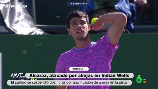 MVT alcaraz abejas MVT alcaraz abejas