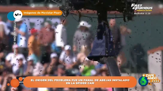 ¿De donde salieron las abejas que picaron a Carlos Alcaraz? ¿De donde salieron las abejas que picaron a Carlos Alcaraz?