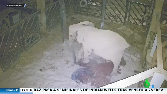Las espectaculares imágenes del parto de una elefanta en el Bioparc de Valencia: "La madre se asusta un poco al principio" Las espectaculares imágenes del parto de una elefanta en el Bioparc de Valencia: "La madre se asusta un poco al principio"