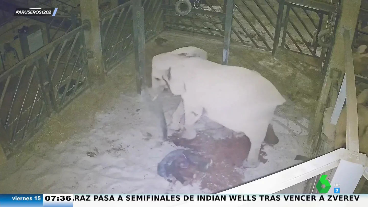 Las espectaculares imágenes del parto de una elefanta en el Bioparc de Valencia: "La madre se asusta un poco al principio" Las espectaculares imágenes del parto de una elefanta en el Bioparc de Valencia: "La madre se asusta un poco al principio"