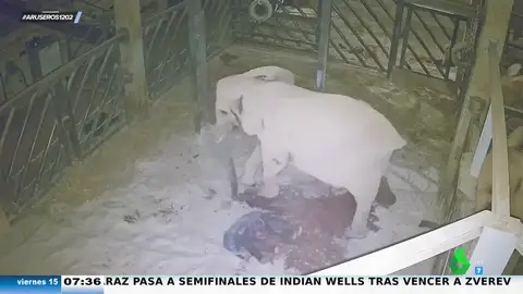 Las espectaculares imágenes del parto de una elefanta en el Bioparc de Valencia: "La madre se asusta un poco al principio"