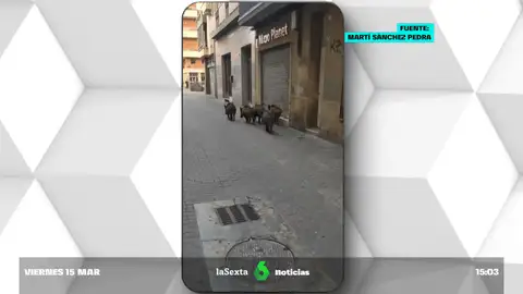 Un grupo de jabalíes se pasea por las calles de Badalona