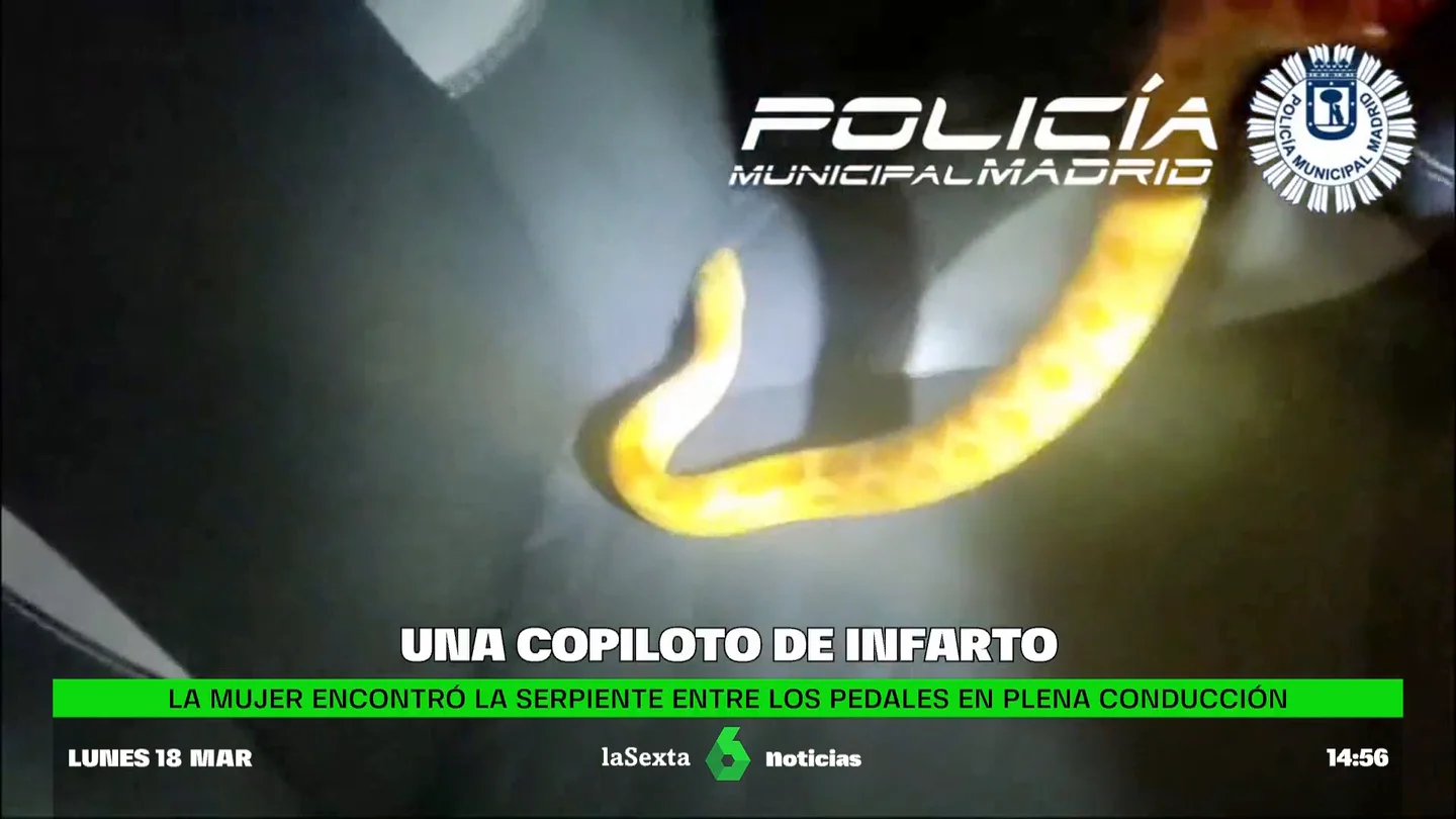 serpiente en el coche serpiente en el coche
