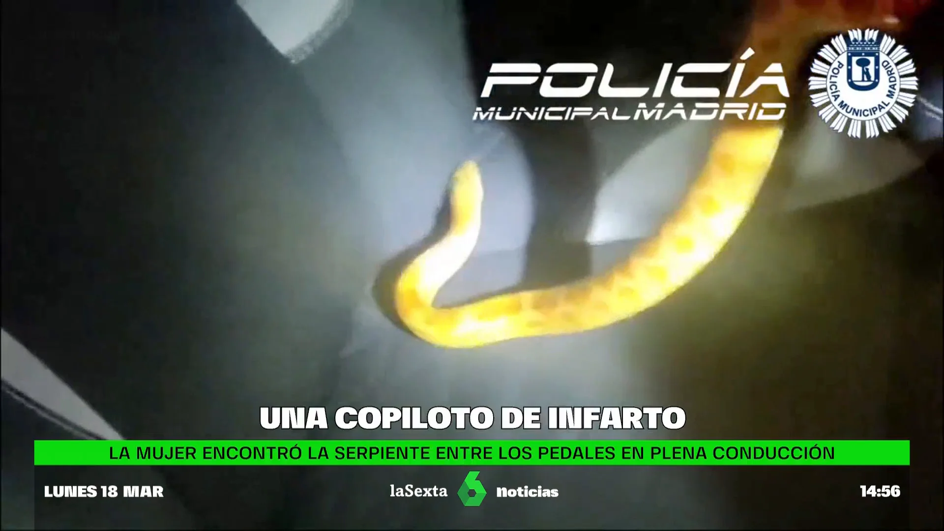 serpiente en el coche