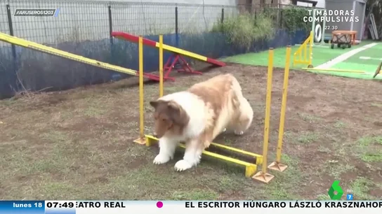 Estos son las razas de perros más listas: ojo, el border collie ya no es el primero Estos son las razas de perros más listas: ojo, el border collie ya no es el primero