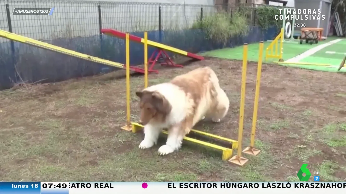 Estos son las razas de perros más listas: ojo, el border collie ya no es el primero Estos son las razas de perros más listas: ojo, el border collie ya no es el primero