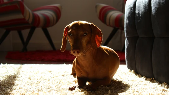 Perro salchicha. Perro salchicha.