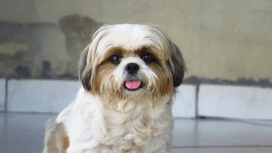 Perro Shih Tzu. Perro Shih Tzu.