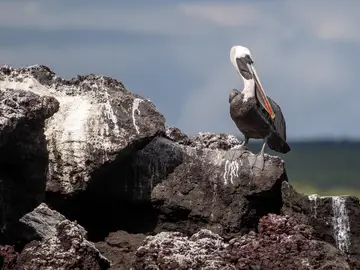 Pelícano en las Islas Galápagos Pelícano en las Islas Galápagos
