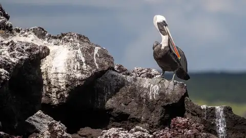 Pelícano en las Islas Galápagos