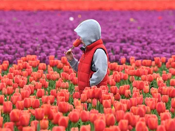 Valle de Skagit Valle de Skagit
