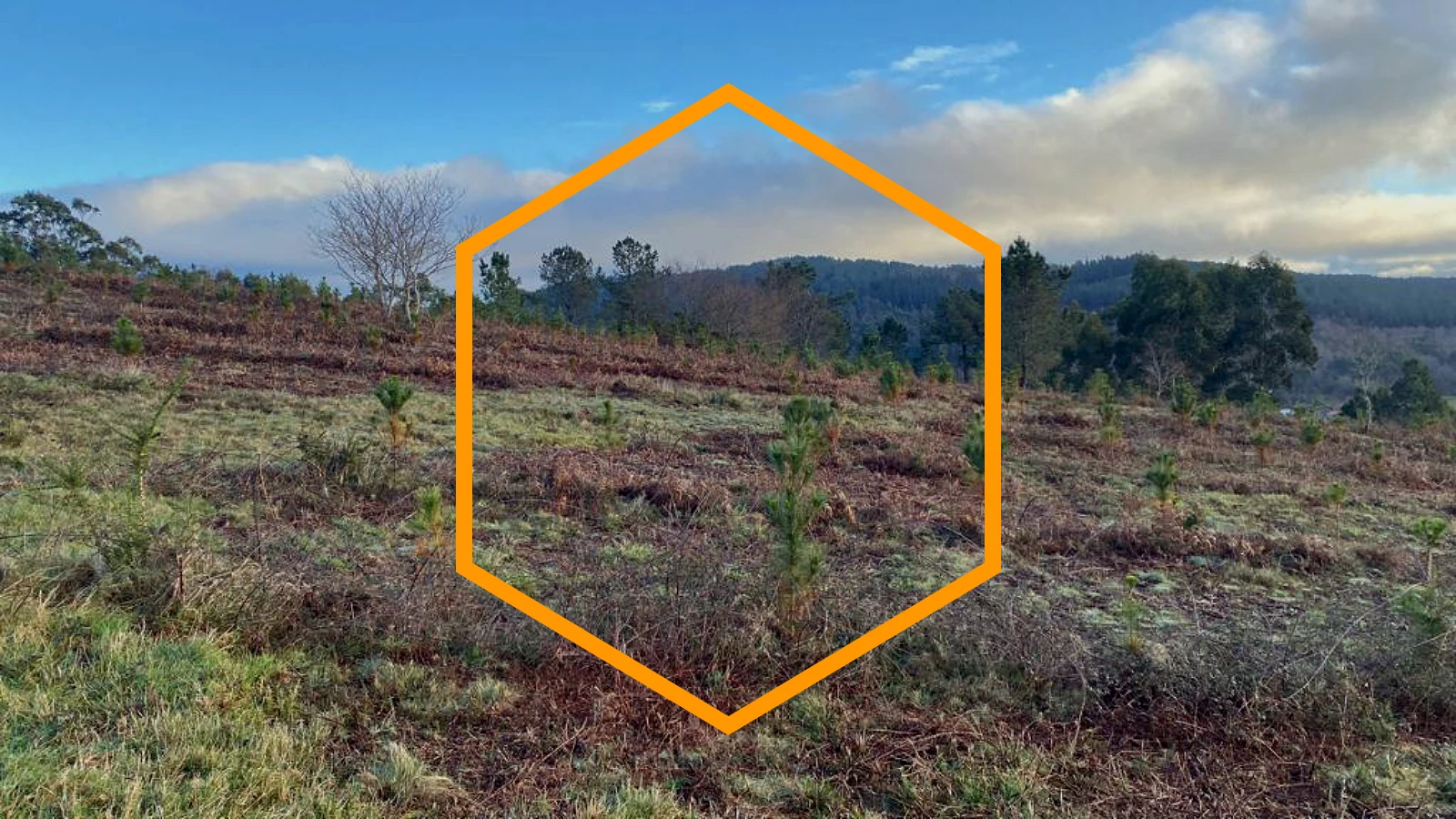 Parte del monte de Vilar (Pontevedra) reforestado. 