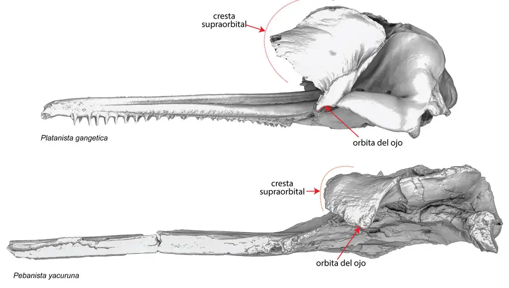 Restos faciales óseos delfín 