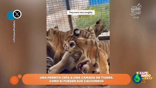 El tierno momento protagonizado por una perrita: cría a una camada de tigres como si fuesen sus cachorros El tierno momento protagonizado por una perrita: cría a una camada de tigres como si fuesen sus cachorros
