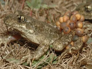 Ejemplar de sapo partero bético macho cargando con la puesta huevos Ejemplar de sapo partero bético macho cargando con la puesta huevos