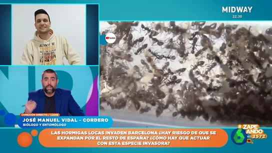 Un entomólogo, sobre la reaparición de 'hormigas locas' en Barcelona: "Es complicado acabar con una especie tan bien asentada" Un entomólogo, sobre la reaparición de 'hormigas locas' en Barcelona: "Es complicado acabar con una especie tan bien asentada"