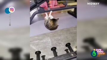 La increíble habilidad de un gato para completar una rutina de abdominales en pleno gimnasio