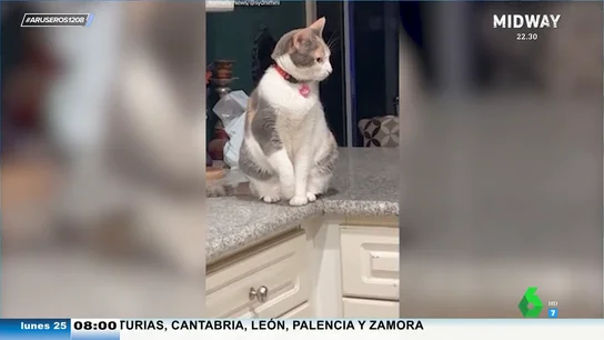 Un gato finge tener la pata rota para llamar la atención: "Hay momentos en los que pierde la memoria y se le ve el truco" Un gato finge tener la pata rota para llamar la atención: "Hay momentos en los que pierde la memoria y se le ve el truco"