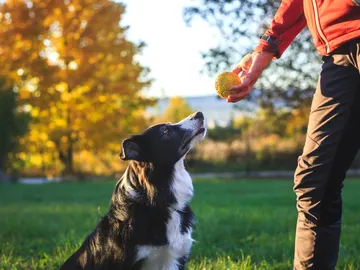 Perro jugando Perro jugando