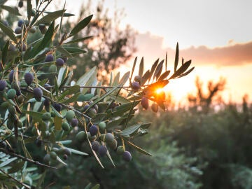 Hojas olivo