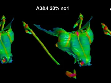 grosor de los elementos del esqueleto teniendo en cuenta la dieta grosor de los elementos del esqueleto teniendo en cuenta la dieta