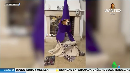 Del perro nazareno a los canes que ven la procesión: ellos también celebran la Semana Santa y lo hacen de esta manera Del perro nazareno a los canes que ven la procesión: ellos también celebran la Semana Santa y lo hacen de esta manera