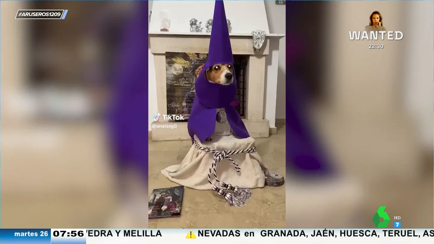 Del perro nazareno a los canes que ven la procesión: ellos también celebran la Semana Santa y lo hacen de esta manera Del perro nazareno a los canes que ven la procesión: ellos también celebran la Semana Santa y lo hacen de esta manera