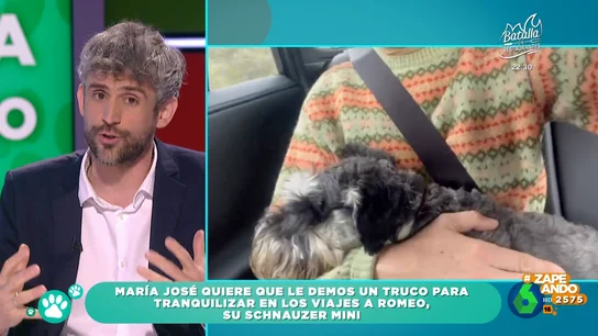 ¿Cómo podemos tranquilizar a nuestro perro si se estresa en los viajes? La recomendación de Víctor Algra ¿Cómo podemos tranquilizar a nuestro perro si se estresa en los viajes? La recomendación de Víctor Algra