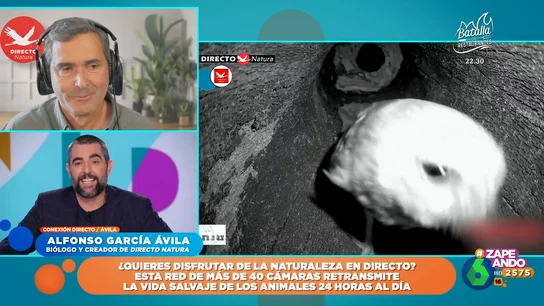 ¿Qué cámara de 'Directo Natura' tiene más seguidores?: Alfonso García Ávila, su creador, lo cuenta en Zapeando ¿Qué cámara de 'Directo Natura' tiene más seguidores?: Alfonso García Ávila, su creador, lo cuenta en Zapeando