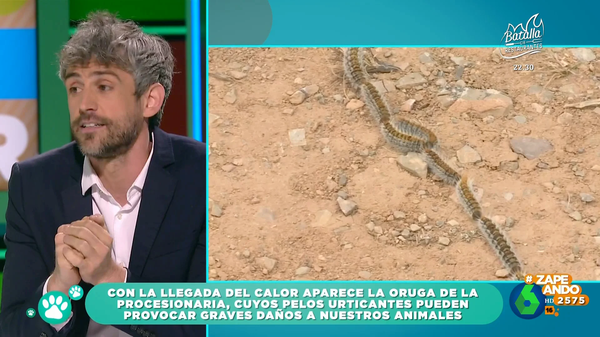 ¿Qué debemos hacer si nuestro perro entra en contacto con la oruga procesionaria? Víctor Algra da las claves