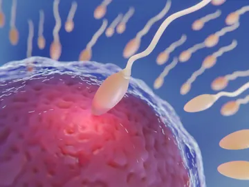 Fertilidad Fertilidad