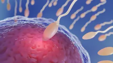 Fertilidad Fertilidad