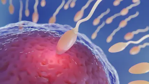 Fertilidad Fertilidad