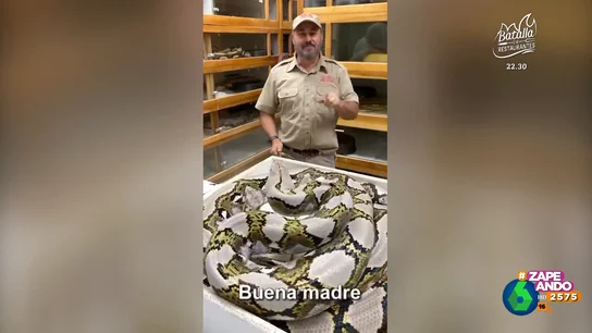Un cuidador de serpientes se divierte molestando a una enorme mamá pitón Un cuidador de serpientes se divierte molestando a una enorme mamá pitón