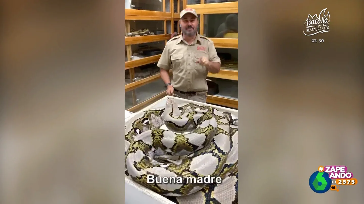Un cuidador de serpientes se divierte molestando a una enorme mamá pitón Un cuidador de serpientes se divierte molestando a una enorme mamá pitón