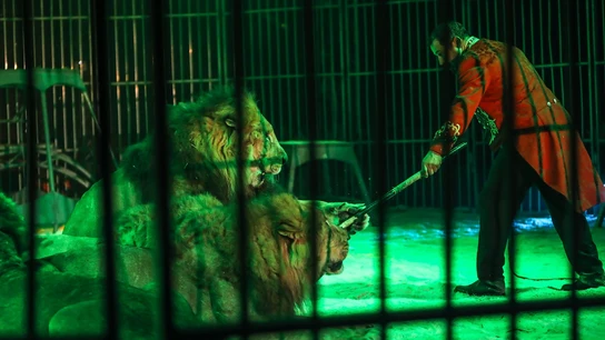 Un espectáculo de un circo con leones en una foto de archivo Un espectáculo de un circo con leones en una foto de archivo