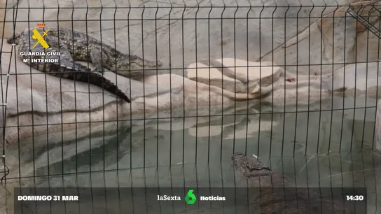 De cocodrilos del Nilo a una pitón de Birmania: los animales exóticos rescatados por la Guardia Civil en Alicante De cocodrilos del Nilo a una pitón de Birmania: los animales exóticos rescatados por la Guardia Civil en Alicante