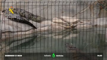 De cocodrilos del Nilo a una pitón de Birmania: los animales exóticos rescatados por la Guardia Civil en Alicante