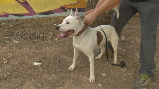 Perro peligroso Perro peligroso