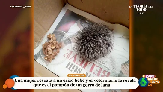 La divertida confusión de una señora al rescatar a un pompón al que confunde con un erizo La divertida confusión de una señora al rescatar a un pompón al que confunde con un erizo
