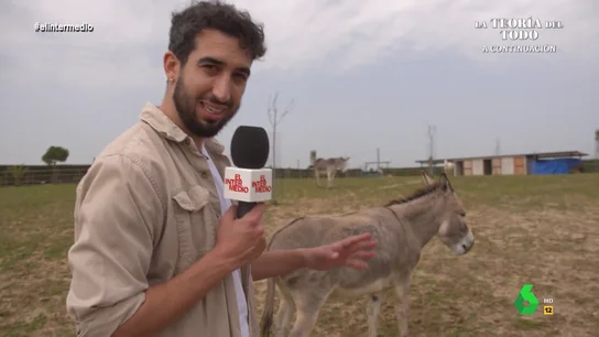 Isma Juárez alucina con la historia de Tigre, de Animal Rescue: "¿Qué clase de perfil regala un burro por hacer la gracia?" Isma Juárez alucina con la historia de Tigre, de Animal Rescue: "¿Qué clase de perfil regala un burro por hacer la gracia?"