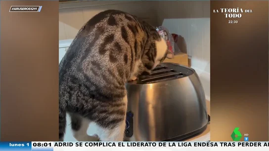 La divertida reacción de Angie Cárdenas al vídeo viral del gato, la tostadora... y el ratón La divertida reacción de Angie Cárdenas al vídeo viral del gato, la tostadora... y el ratón
