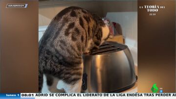 La divertida reacción de Angie Cárdenas al vídeo viral del gato, la tostadora... y el ratón