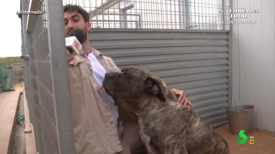 El 'intenso' encuentro de Isma Juárez con 'Tanque', un perro de 78 kilos Isma Juárez pone a prueba su miedo a los animales en Animal Rescue, una fundación que rescata animales abandonados y cuida de ellos hasta que encuentran un nuevo hogar. Su primer contacto con los perros del refugio, en este vídeo.