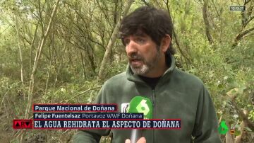 ¿Cómo se encuentra Doñana tras las lluvias de Semana Santa? El portavoz de WWF responde