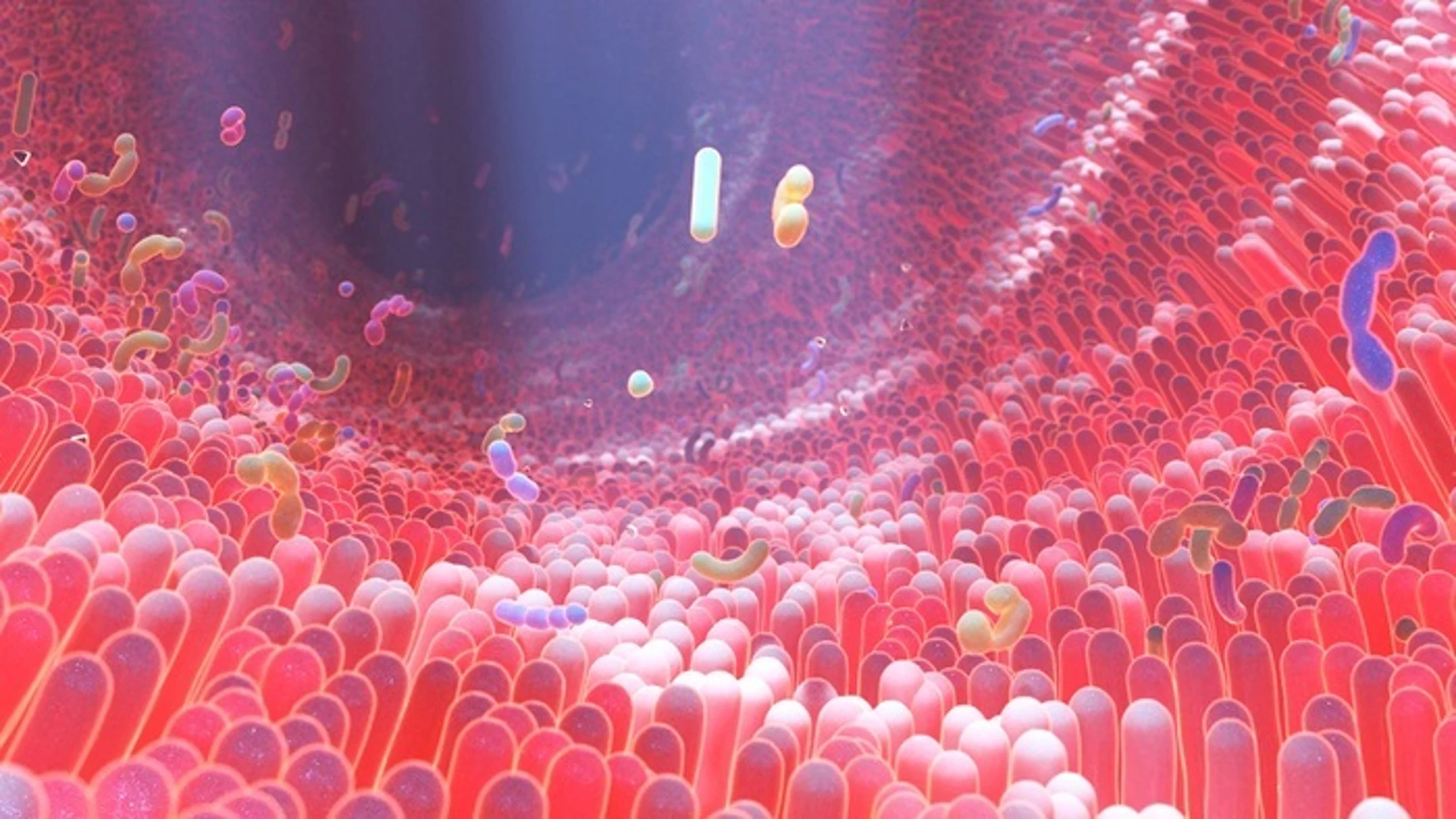 Representación en 3D del microbioma del intestino humano donde residen diversas bacterias.