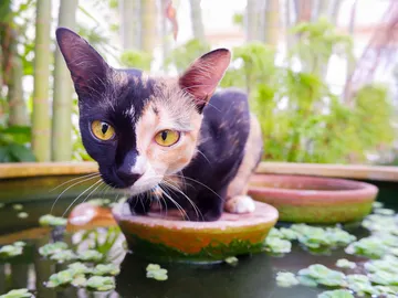 Gato con quimerismo Gato con quimerismo