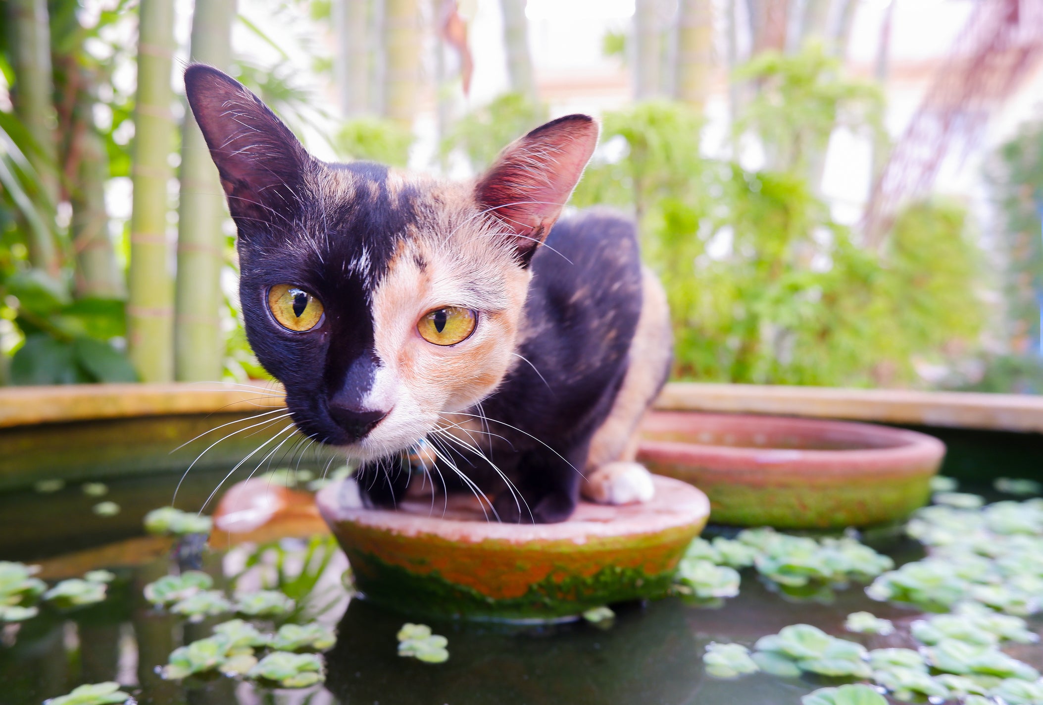 Кошки химеры