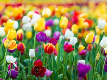 Tulipales en flor